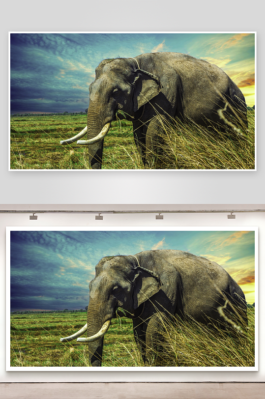 大象在草原上吃草-众图网