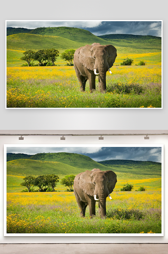 大象漫步花海绿山之间-众图网