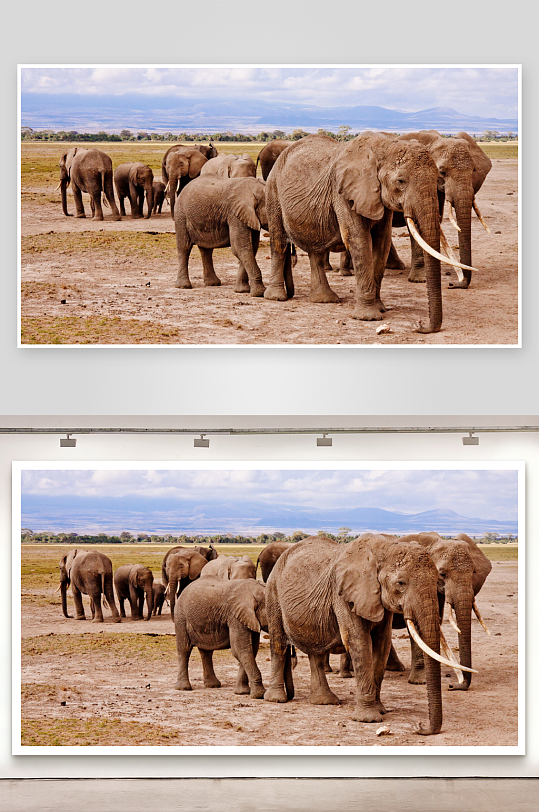 大象群在草原上漫步-众图网