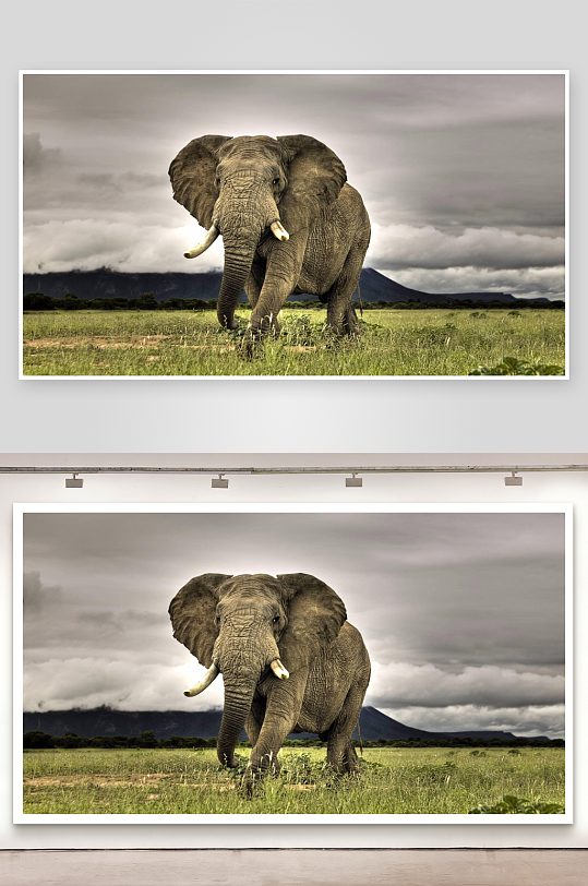 大象草原漫步气势磅礴-众图网