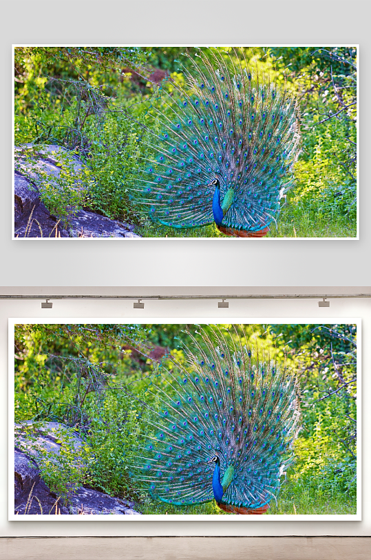 孔雀开屏于绿意盎然的自然中-众图网