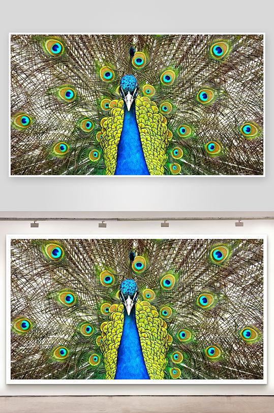 孔雀开屏绚丽多彩-众图网