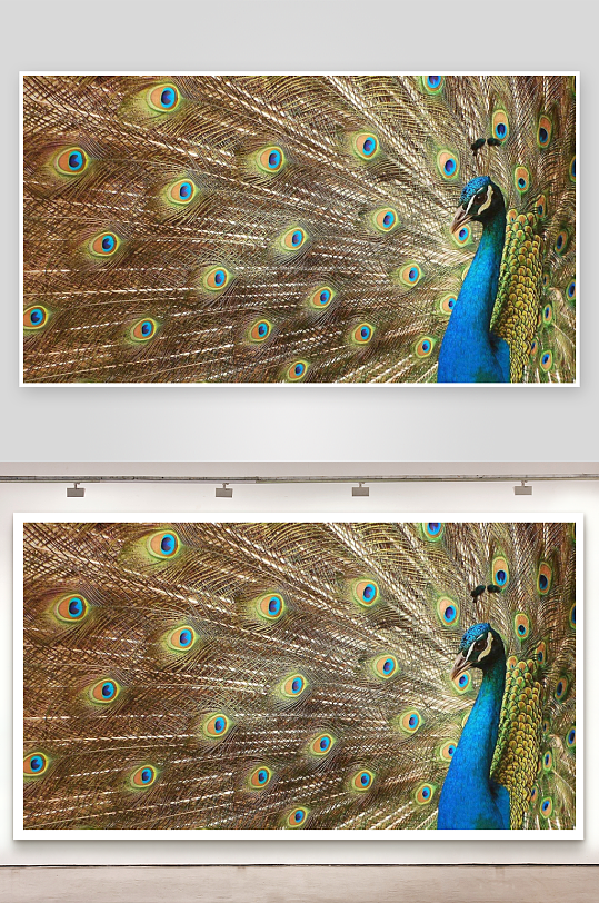 孔雀开屏绚丽羽毛特写-众图网