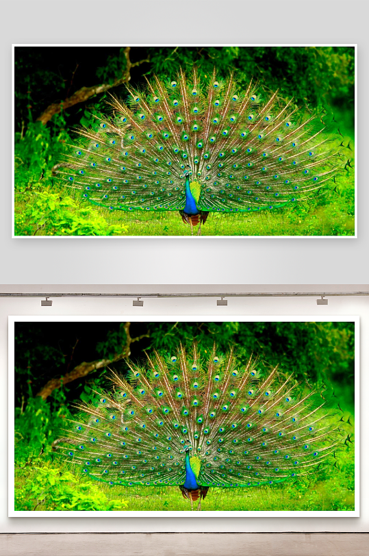 孔雀开屏绿意盎然展羽姿-众图网