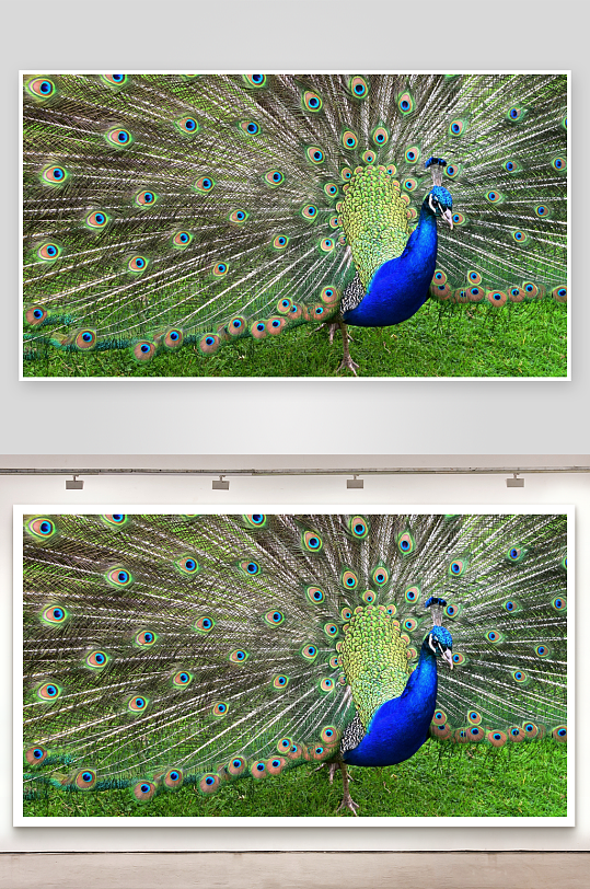 孔雀开屏绿草地上绚丽多彩-众图网