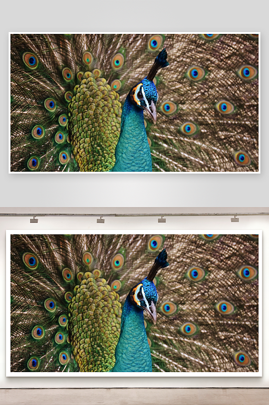 孔雀开屏色彩斑斓羽毛特写-众图网