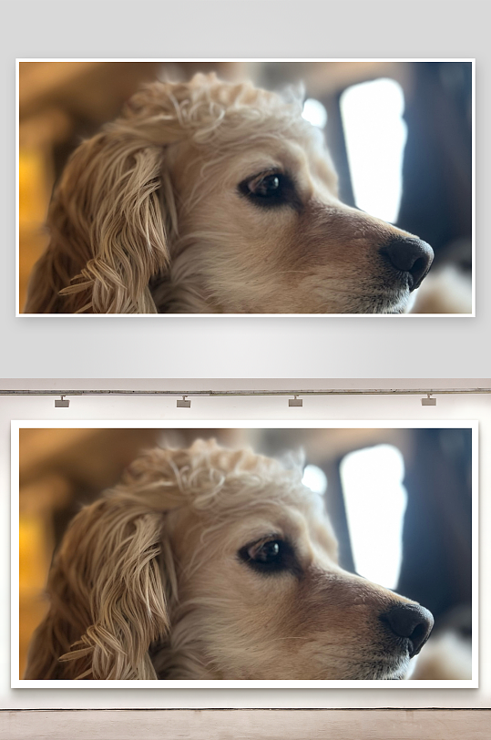 宠物狗特写镜头照片摄影-众图网