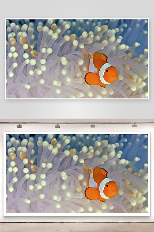 小丑鱼与海葵共生场景-众图网