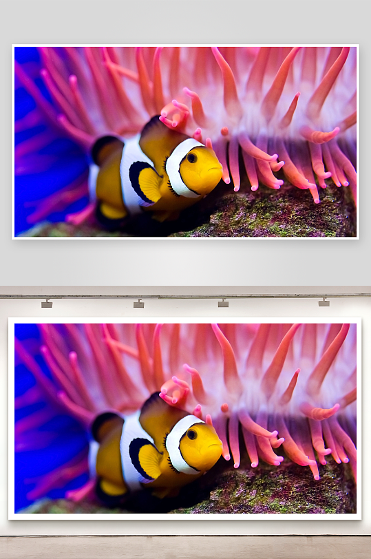 小丑鱼与海葵共生画面-众图网