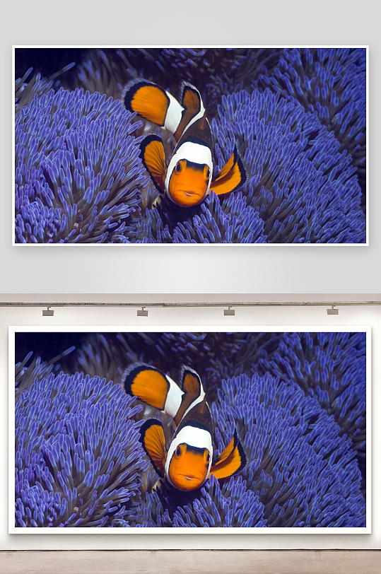 小丑鱼与紫色海葵共生-众图网