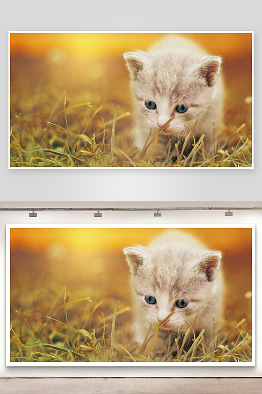 小奶猫草地探秘照片摄影-众图网