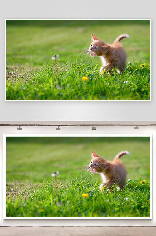 小橘猫草地玩耍照片摄影-众图网