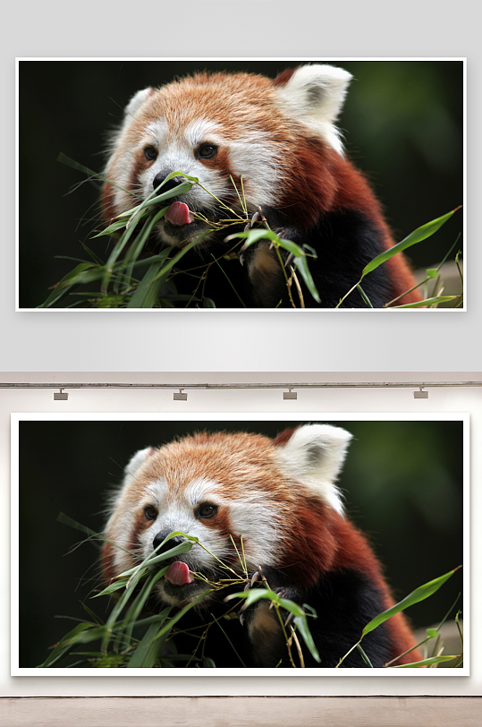 小熊猫啃食竹叶特写-众图网