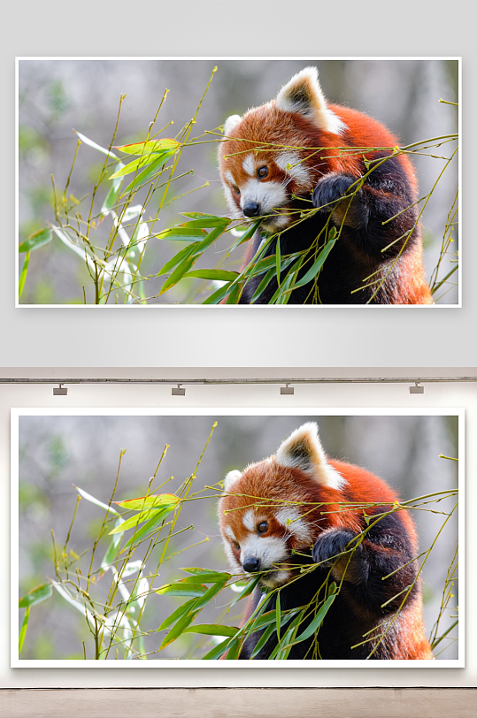 小熊猫啃食竹叶自然特写-众图网