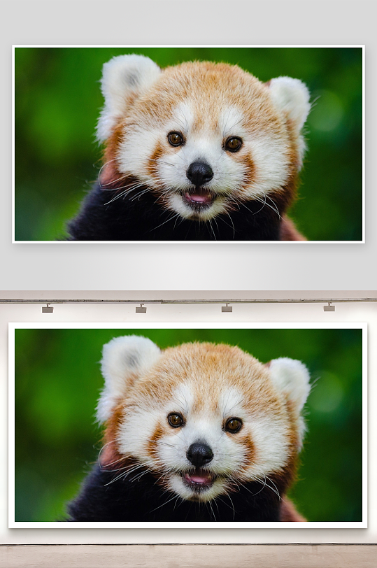 小熊猫特写萌态可掬-众图网