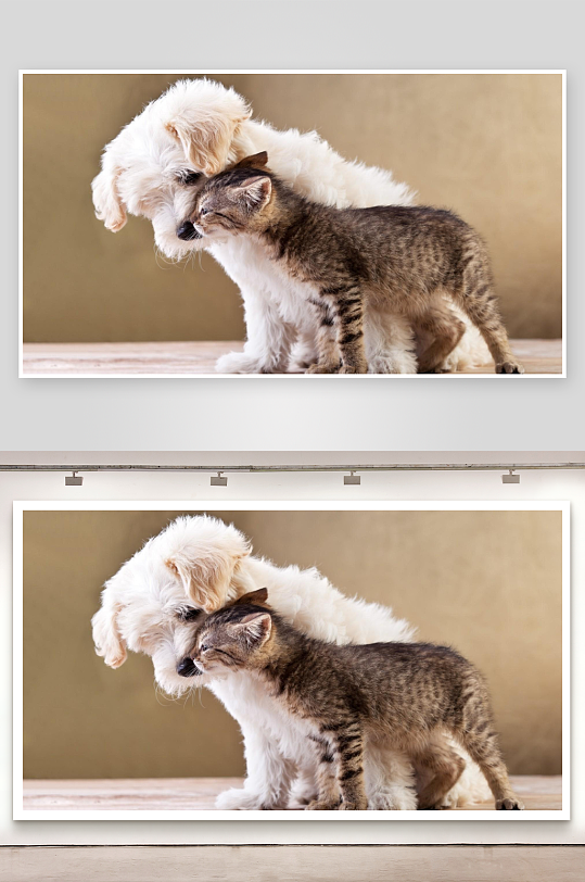 小狗与小猫亲密互动-众图网