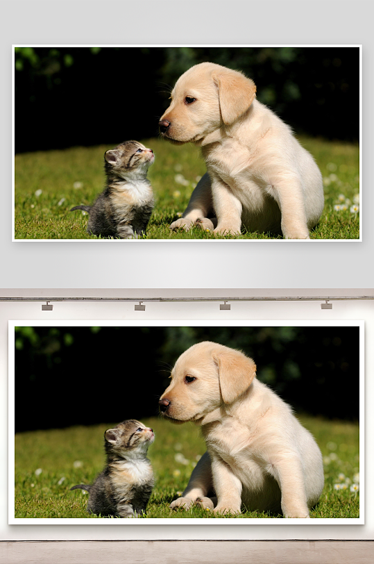 小狗与小猫草地互动温馨画面-众图网