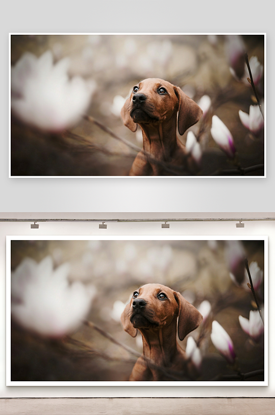 小狗凝视花丛中照片摄影-众图网