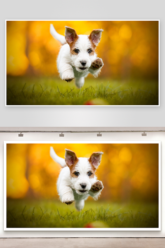 小狗奔跑于草地之上-众图网