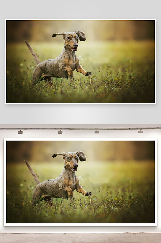 小狗奔跑于草地间-众图网