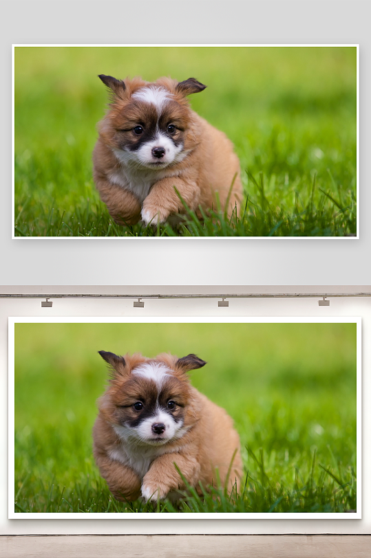 小狗奔跑在绿草地上-众图网