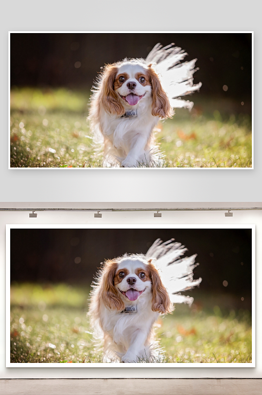 小狗奔跑草地上照片摄影-众图网