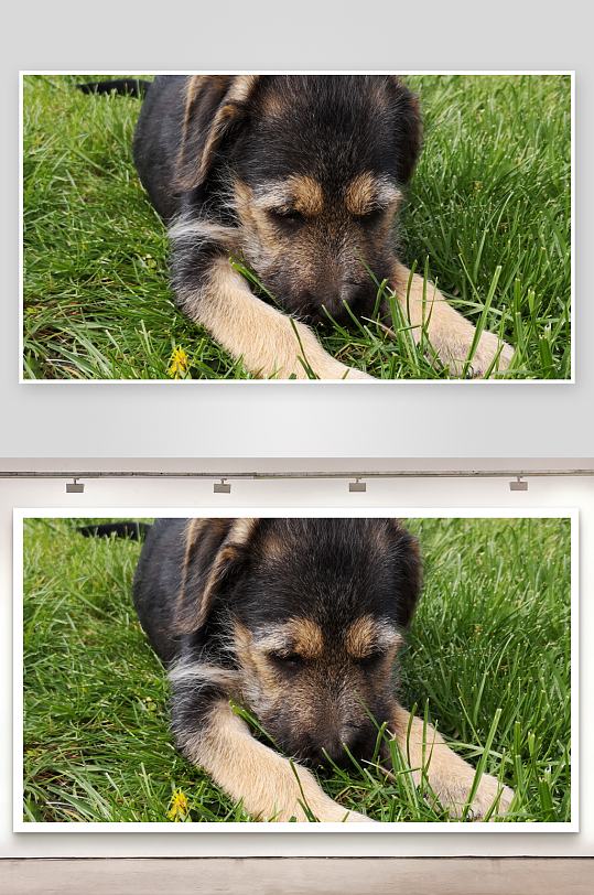 小狗草地休息照片摄影-众图网