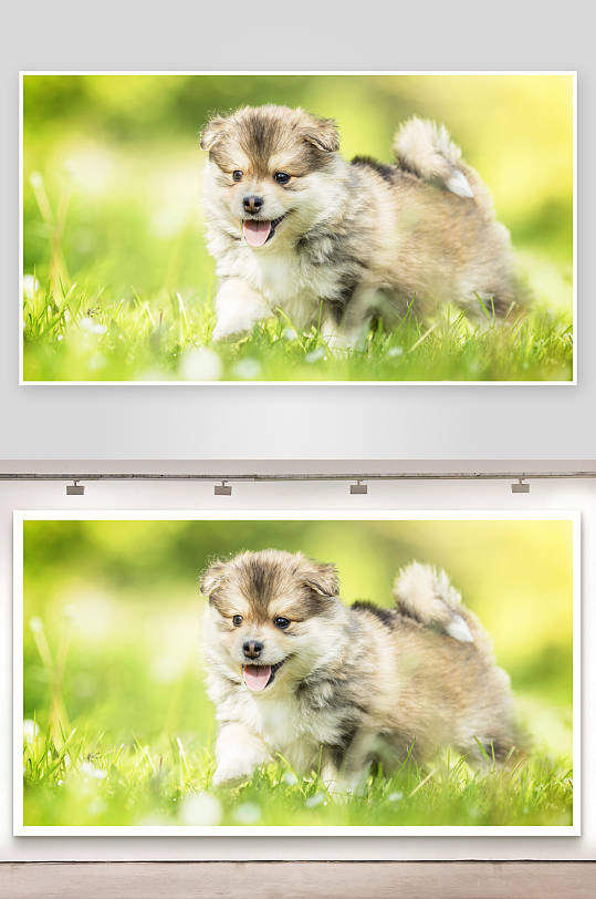 小狗草地奔跑吐舌卖萌-众图网