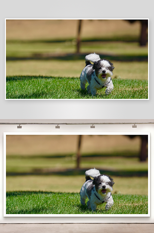 小狗草地奔跑活力四射-众图网