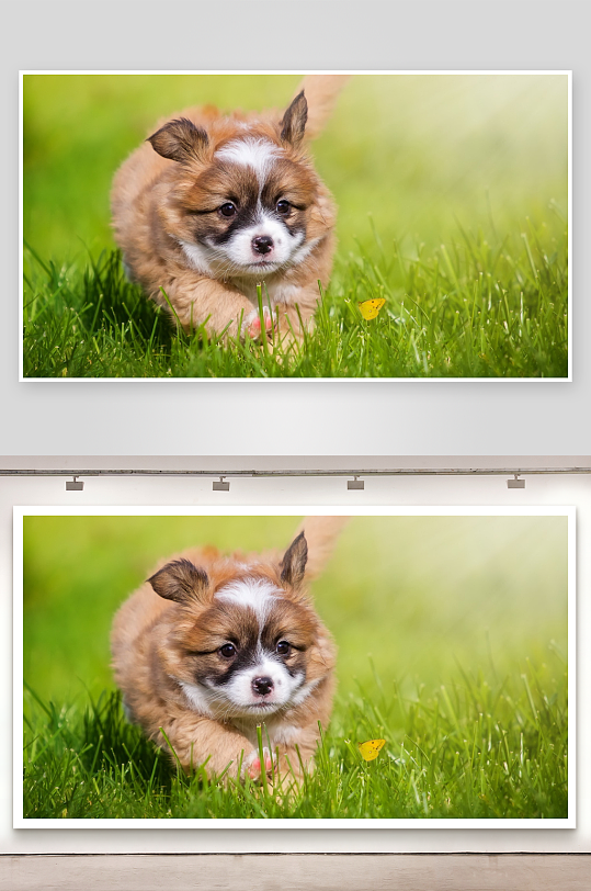 小狗草地奔跑蝴蝶相伴-众图网