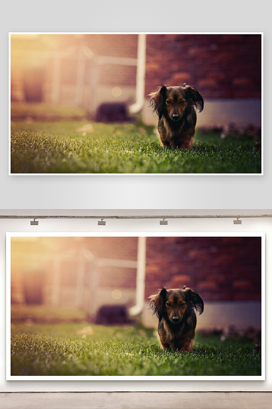 小狗草地漫步照片摄影-众图网