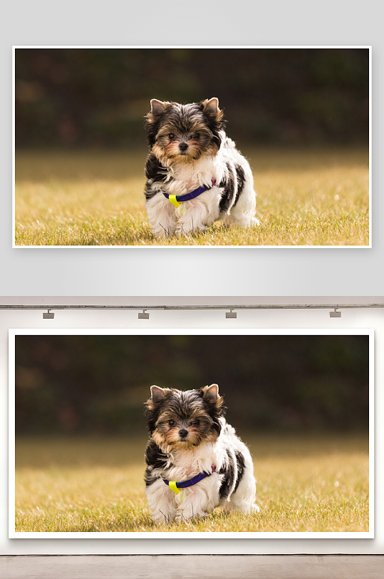 小狗草地漫步可爱瞬间-众图网