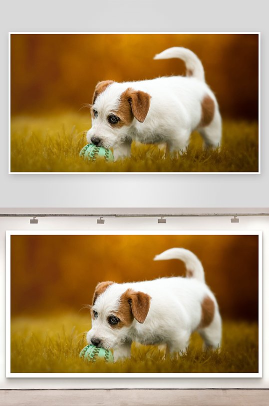 小狗草地玩球萌态十足-众图网