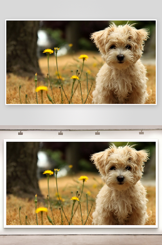 小狗草地花丛中萌态可掬-众图网