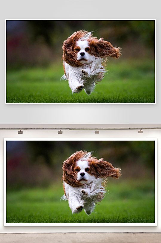 小狗飞奔草地上毛发飞扬-众图网