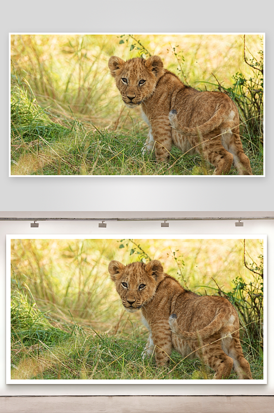 小狮子幼崽在草丛中凝视-众图网