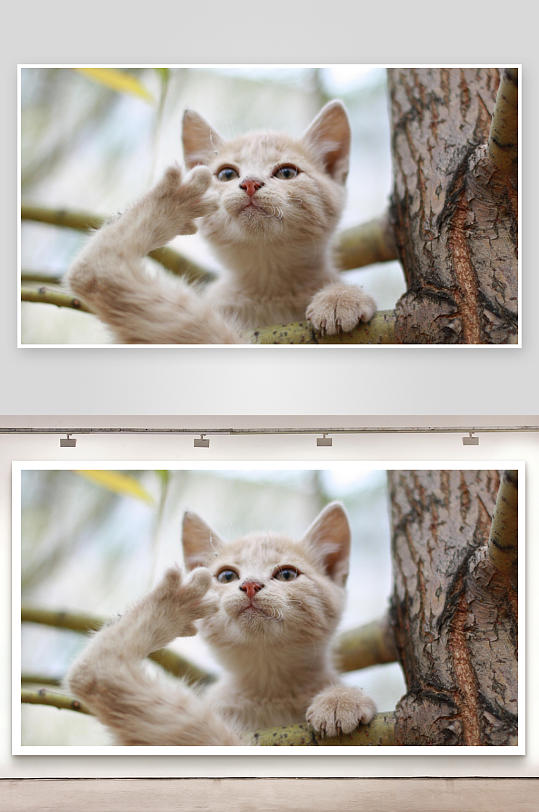 小猫树上抓挠好奇望-众图网