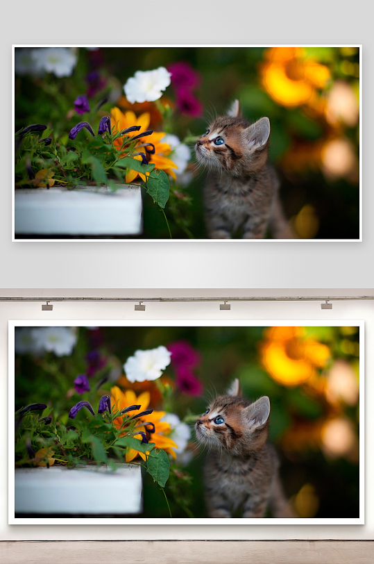 小猫凝视花丛专注好奇-众图网