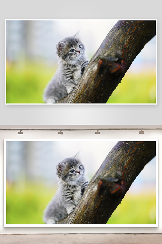 小猫树上萌态可掬-众图网