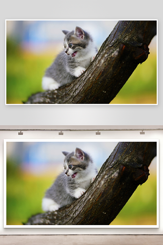 小猫树干上张嘴萌态-众图网