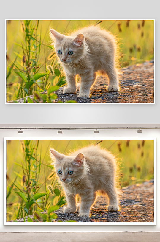 小猫站立草地间照片摄影-众图网