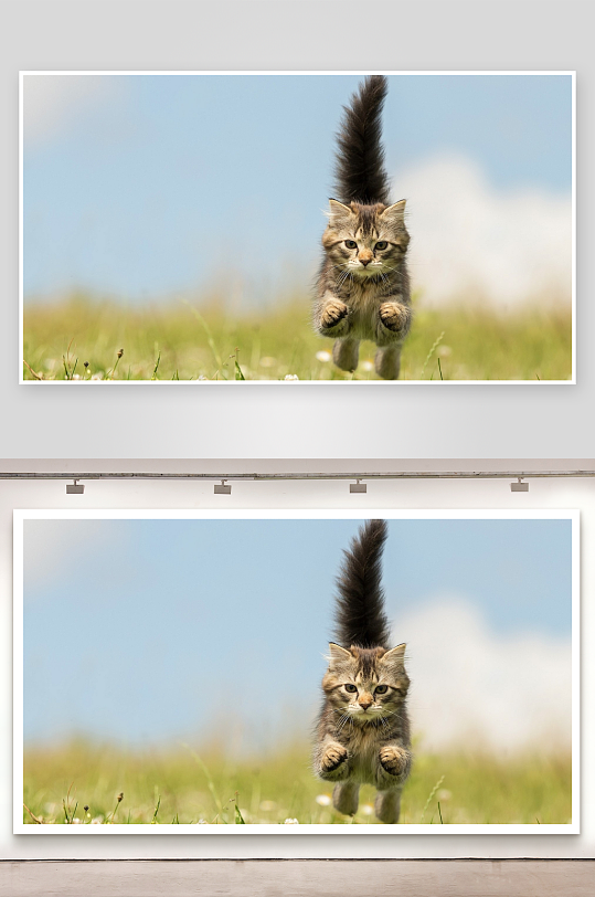 小猫草地奔跑尾巴竖起-众图网