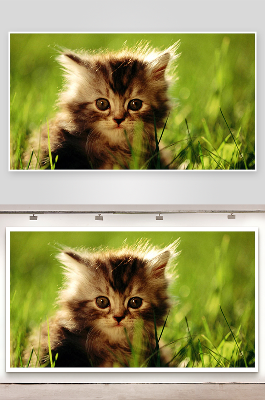 小猫草地萌态照片摄影-众图网
