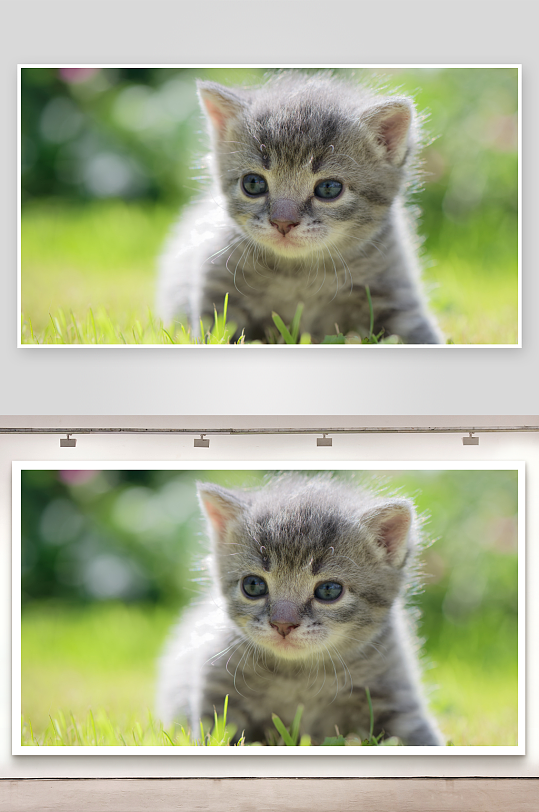 小猫草地萌态可爱-众图网