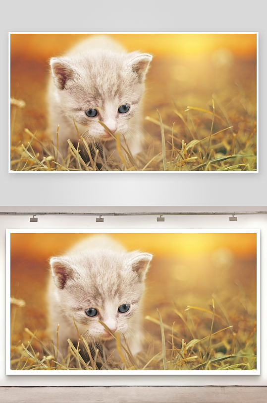 小猫草地萌态尽显-众图网