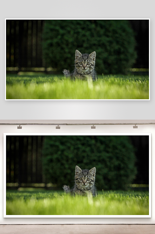 小猫草地静坐萌态可掬-众图网