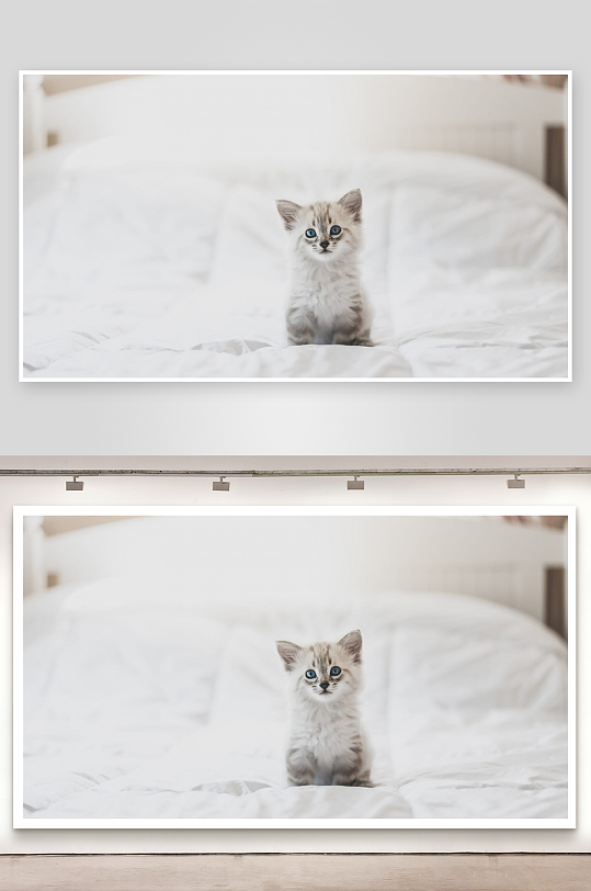 小猫静坐床上萌态十足-众图网