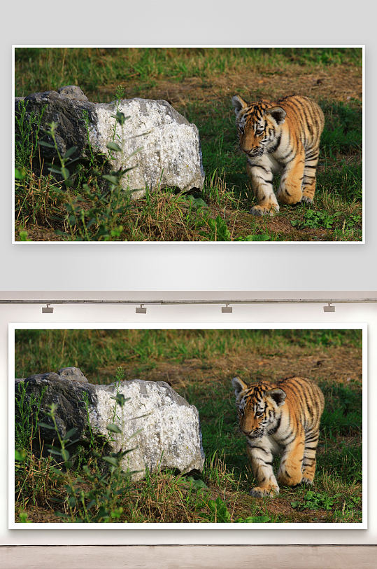 小老虎漫步草地照片摄影-众图网