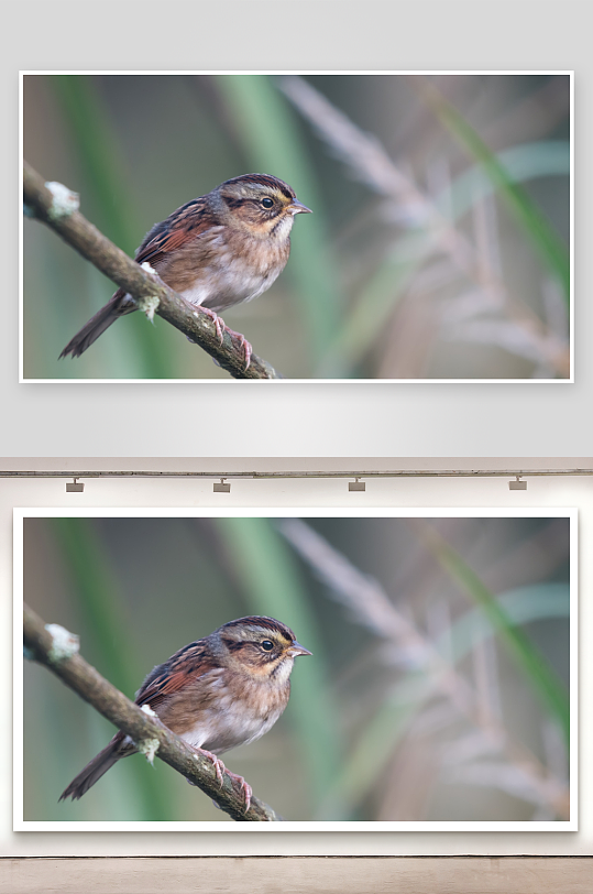 小鸟栖息枝头自然静景-众图网