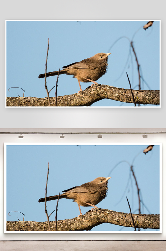 小鸟栖息树枝蓝天背景-众图网